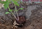 Voorgezaaide tomaten uitplanten